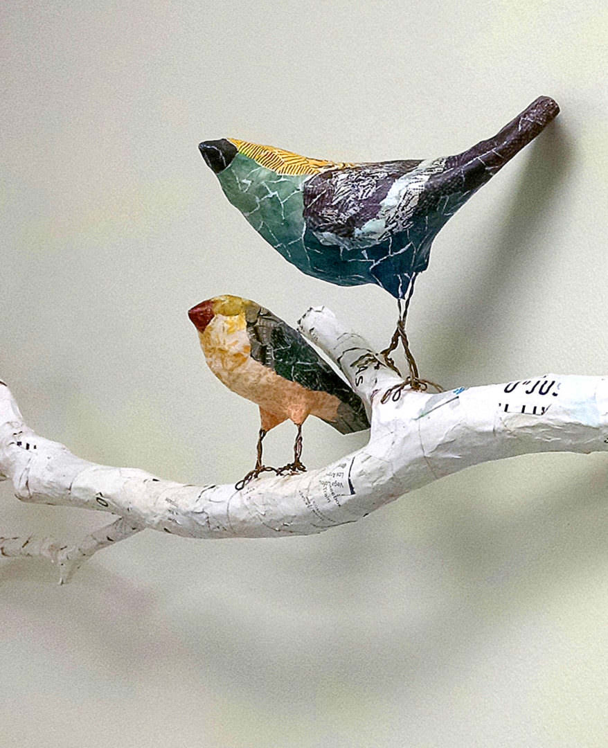 Presbyterian Night Shelter birds on branch